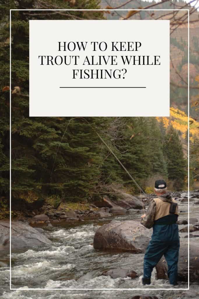 how to keep trout alive while fishing