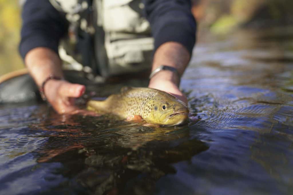 brown trout southern trout home