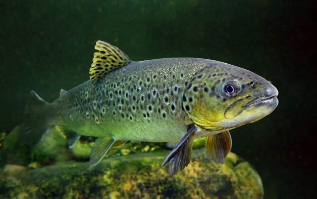 brown trout swimming