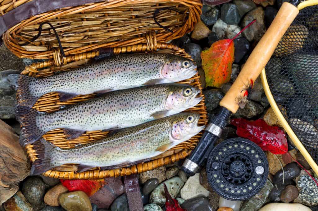 how-to-keep-trout-alive-while-fishing