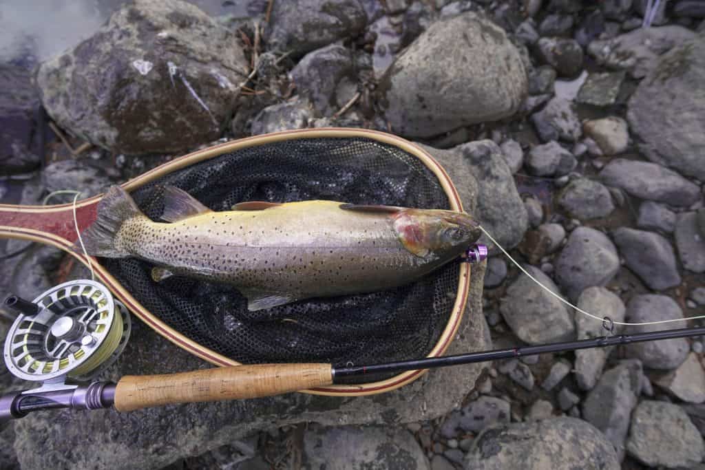 trout in fly fishing landing net with fly rod