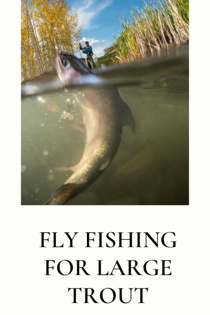 fly fishing for large trout