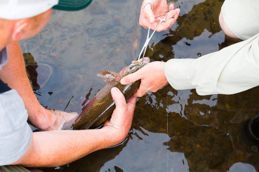 removing fly from freshly caught trout with forceps