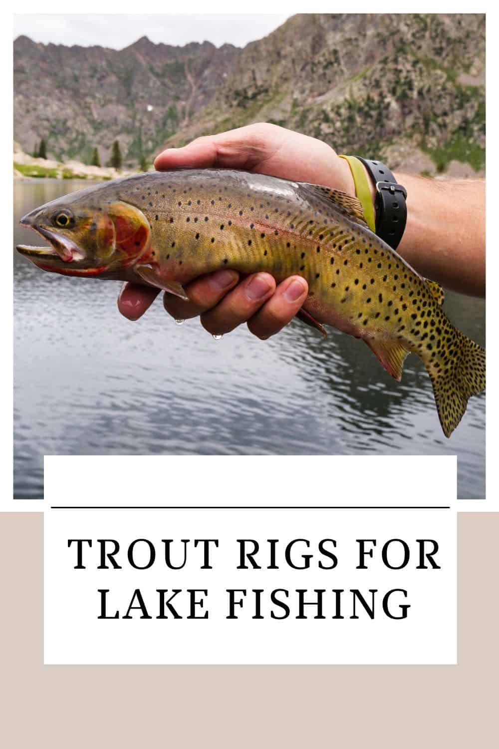 Trout Rigs for Lake Fishing - Southern Trout