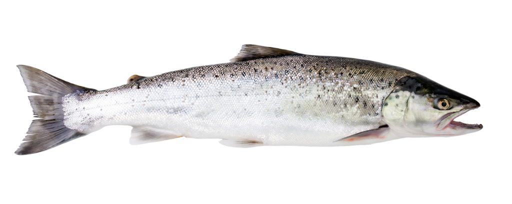 sea trout or speckled trout side profile 