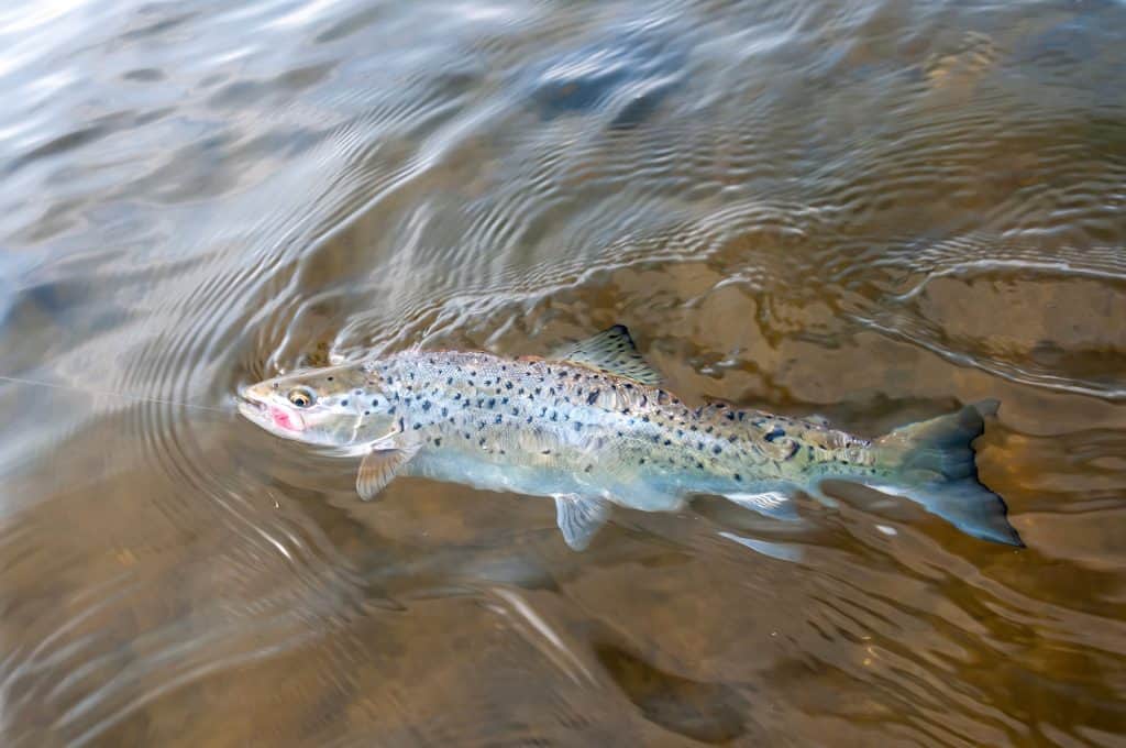 sea trout or speckled trout fighint angler