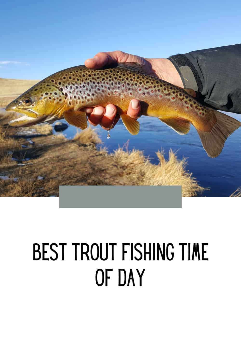 what time of day are trout most active