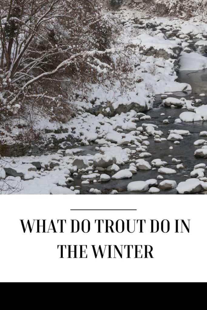 What Do Trout Do In The Winter Understanding Their Behavior And 