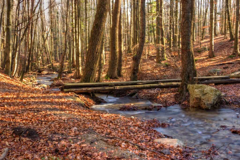 creek in forest in the fall of the year